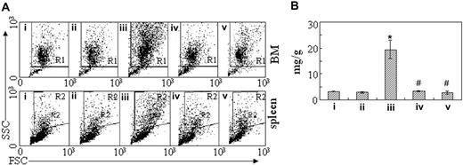 Figure 3. Inhibition of leukemic cell infiltration in bone marrow and spleen by intermittent hypoxia. (A) In the same experiments as those described in Figure 2, cells were isolated from bone marrow (top row) and spleen (bottom row) and suspended in RPMI 1640 medium. Then, scattergram of FSC versus SSC was created in flow cytometry to allow gating on the myeloid cells. R1 and R2 regions indicate myeloid cells, respectively, in BM and in spleen cells. (B) The spleen of every mouse in the same experiments as Figure 2 was weighed and data are shown as the ratio of spleen (mg) to body wt (g). Each column represents the mean of 3 or 4 mice in an independent experiment; error bars represent SD. *P < .001, compared with other groups; #P > .05, compared with mice i and ii. Symbols i to v represent mice with the same treatment as in Figure 2.