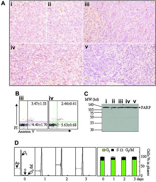 Figure 7. Apoptosis assay in spleen tissue. (A-C) Histopathologic sections of spleen in the same experiments as those described in Figure 2 were stained with TUNEL kit as described in “Materials and methods” (A, original magnification × 40/0.75 PH2 objective lens). Splenocytes were isolated from mice ii and iv, and annexin V+ cells were detected on flow cytometry (B). Splenocytes were isolated from all mice and PARP proteins were detected by Western blots (C). MW indicates molecular weight. (D) Leukemic mice, which were fed in normal oxygen for 24 days after injection of leukemic cells, were housed into intermittent hypoxia for 1 to 3 days, and the distribution of cell cycle–related nuclear DNA contents of splenocytes were analyzed in flow cytometry (left) and the percentages of G1-, S-, and G2/M-phase cells were shown (right). Symbols i to v represent mice with the same treatment as in Figure 2. In addition, BM cells were also analyzed in the same experiments, and similar results were obtained (data not shown).