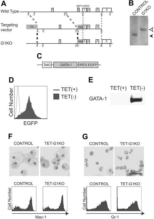 Figure 1. Establishment of TET-G1KO cells. (A) Targeted GATA-1 allele. Schematic maps of the Gata-1 locus, the targeting vector, and the targeted locus are shown from top to bottom, respectively. Exon numbers are indicated. Restriction enzyme cleavage sites are shown as follows: K, KpnI; E, EcoRI; X, XbaI; B, BstEII. (B) Southern blot analysis. Homologous recombination was detected by Southern blot analysis of EcoRI-digested genomic DNA using a probe between 2 EcoRI sites of GATA-1 cDNA, which included exons 3-6. Homologous recombination brought about the band of 4.7 kb (open arrow head) instead of the 2.9-kb band (filled arrow head) in the control cells. (C) Construct of GATA-1 (HRES) EGFP. TetO stands for the tetracycline-responsive element. (D-E) Fluorescence-activated cell-sorting (FACS) analysis of EGFP and Western blot of GATA-1 expression in ES cells induced by the deprivation of tetracycline. (F-G) No effects are seen of the GATA-1–null mutation on myeloid differentiation of ES cells. Control and TET-G1KO ES cells were differentiated in the presence of 100 ng/mL tetracycline into macrophages (F) or granulocytes (G) in the presence of M-CSF or GM-CSF, respectively. May-Giemsa staining and FACS analysis of myeloid cell surface markers are shown in the top and bottom panels, respectively.