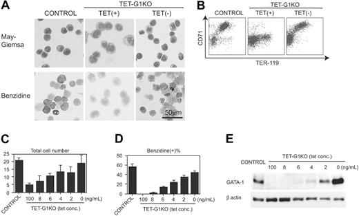 Figure 2. Rescue of primitive erythropoiesis by conditional expression of GATA-1. (A) May-Giemsa and benzidine staining of EryPs differentiated from control ES cells and TET-G1KO cells at day 8 of induction. TET-G1KO cells were cultured in the presence (100 ng/mL) or absence of tetracycline from day 5. (B) FACS analysis of TER-119 and CD71 of the day-8 EryPs. TET-G1KO cells were cultured in the presence (100 ng/mL) or absence of tetracycline from day 5. (C-D) Number of the cells and percentage of benzidine-positive cells at day 8 of induction. Control ES cells and TET-G1KO cells were cultured with medium containing tetracycline as shown. Data are means ± SD of 6 samples. (E) Western blot of GATA-1 at day 8 of induction. TET-G1KO cells were cultured in the media containing tetracycline as indicated.
