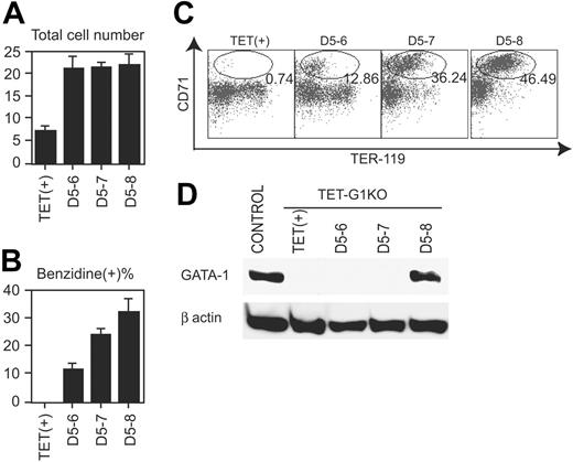 Figure 3. Effects of GATA-1 on primitive erythropoiesis. (A) Number of cells at day 8 of induction after the conditional expression of GATA-1 for the indicated periods. Data are means ± SD of 6 samples. The numbers of cells showed no significant differences among those of D5-6, D5-7, and D5-8. (B) Percentage of benzidine-positive cells at day 8 of induction after the conditional expression of GATA-1 for the indicated periods. Data are means ± SD of 6 samples. The data show significant intervalue differences (P < .01 by Student t test). (C) FACS analysis of TER-119 and CD71 on day 8 induced cells after the conditional expression of GATA-1 for the indicated periods. Ovals demonstrate the fraction of TER119+CD71hi cells, and the percentages of the cells in the fraction are indicated. (D) Western blot of GATA-1 at day 8 after the conditional expression of GATA-1 for the indicated periods.