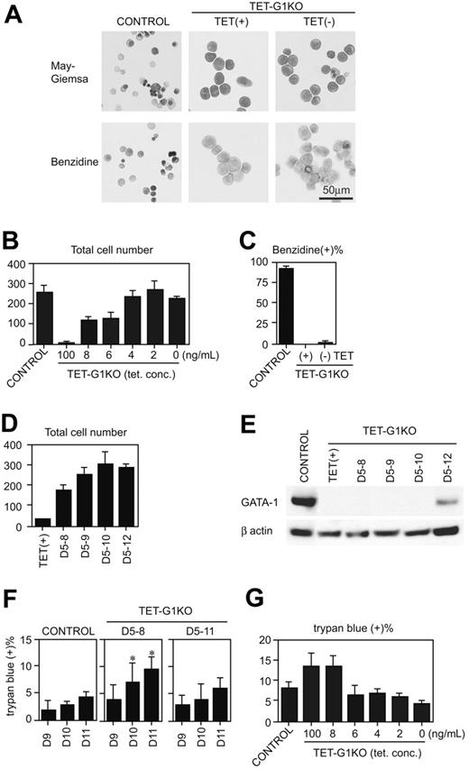 Figure 4. Rescue of definitive erythropoiesis by conditional expression of GATA-1. (A) May-Giemsa and benzidine staining of EryDs differentiated from control ES cells and TET-G1KO cells at day 12 of induction. TET-G1KO cells were cultured in the presence (100 ng/mL) or absence of tetracycline from day 5. (B) Number of cells at day 12 of induction. Control ES cells and TET-G1KO cells were cultured with medium containing tetracycline as shown. Data are means ± SD of 6 samples. The numbers of cells at 6 to 100 ng/mL tetracycline were significantly lower than the number at 0 ng/mL tetracycline (P < .001 by Student t test). (C) Percentage of benzidine-positive cells at day 12 of induction. TET-G1KO cells were cultured in the presence (100 ng/mL) or absence of tetracycline as shown. Data are means ± SD of 6 samples. (D) Number of cells at day 12 of induction after the conditional expression of GATA-1 for shorter periods, as shown. Data are means ± SD of 6 samples. The cell numbers for TET(+), D5-8, and D5-9 differ significantly from that of D5-12 (P < .05 by Student t test). The cell numbers for D5-8 to D5-12 differ significantly from that of TET(+) (P < .001 by Student t test). (E) Western blot of GATA-1 at day 11 after the conditional expression of GATA-1 for the indicated periods. (F) Percentages of dead cells after the expression of GATA-1. GATA-1 was expressed from day 5 to 8, or from day 5 to 11, as shown. The percentage of dead cells was counted by trypan blue staining at days 9 to 11. Data are means ± SD of 6 samples. *Data that are significantly different from those of control and D5-11 (P < .01 by Student t test). (G) Percentages of dead cells at day 11 of induction. Control ES cells and TET-G1KO cells were cultured with medium containing tetracycline as shown. Data are means ± SD of 6 samples. There are no significant differences between the percentages at 2 to 6 ng/mL of tetracycline and that of control.