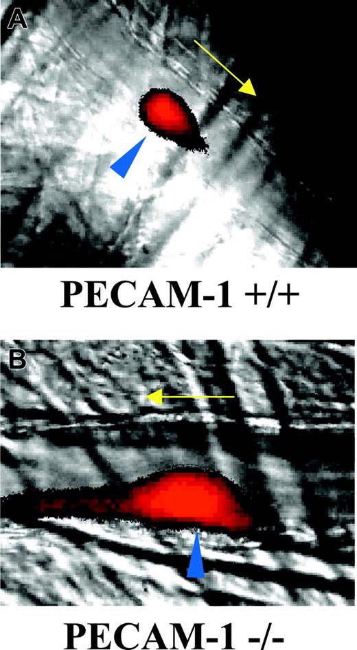 Figure 2. Imaging of thrombus formation in control and PECAM-1–deficient platelets. (A) Control and (B) PECAM-1–deficient mice were infused with Alexa-660–labeled anti-CD41 antibody Fab fragments before thrombus induction in cremaster muscle arterioles using a nitrogen dye laser. Thrombus formation was studied over a period of 3 minutes using a combination of widefield fluorescence and brightfield microscopy. Arrows indicate the direction of blood flow and blue arrowheads indicate the position of laser-induced endothelial damage. Videos representing the formation of thrombi shown in this figure are available as supplemental Videos S1 and S2.