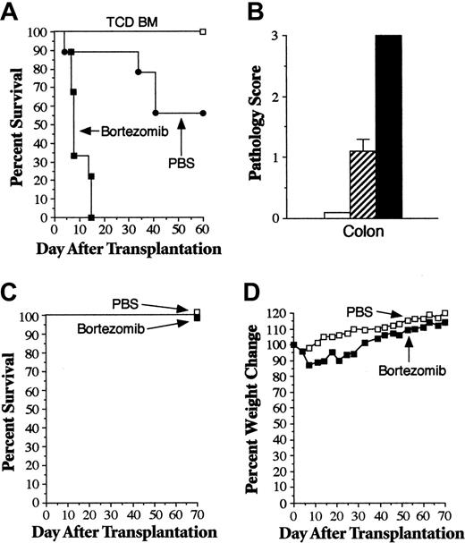 Figure 2. Extended posttransplantation administration of bortezomib exacerbates GVHD-dependent mortality. Lethally irradiated (1000 cGy) B6 mice underwent transplantation with TCD B10.BR BM alone (□, n = 6) or with spleen cells adjusted to yield a dose of 2 × 106 B10.BR T cells. Mice that received transplanted B10.BR T cells were treated with PBS (•, n = 9) or bortezomib (▪, n = 9) (1 mg/kg twice weekly beginning on days 3-4). Survival is shown in panel A. In 2 additional experiments, cohorts of mice that underwent transplantation as in panel A were killed 6 to 7 days after BMT, and colon tissue was obtained for histologic analysis. Panel B shows pathology scores in the colons of mice that received TCD BM alone (□, n = 6) or with B10.BR T cells, followed by treatment with PBS (▨, n = 8) or bortezomib (▪, n = 7). In panels C and D, lethally irradiated B6 mice underwent transplantation with 10 × 106 B6.SJL BM cells and then were treated with twice-weekly PBS (□, n = 10) or bortezomib (▪, n = 10) (1 mg/kg/dose) beginning 3 to 4 days after BMT. Survival is shown in panel C, and panel D shows mean percentages of pretransplantation weight loss/gain. Data are cumulative results from 2 independent experiments for each strain combination (allogeneic and syngeneic).