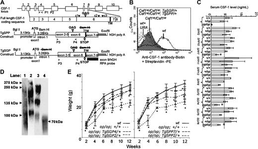 Figure 1. Transgene construction, CSF-1 expression, and growth curves for transgenic mice. (A) Genomic organization of the mouse CSF-1 gene and transgenic constructs. Top diagram: CSF-1 gene showing intron-exon boundaries and the full-length coding sequence with positions of the glycosaminoglycan addition site (large arrowhead), the 3 major putative cleavage sites (small arrowhead) that generate sgCSF-1 (c1) and spCSF-1 (c2 or c3), and the transmembrane domain (TM). Bottom diagram: TgSPP and TgSGP transgenes, prepared by cloning the exons 2 to 9 fragment of the cDNA encoding a full-length CSF-1 downstream of the 3.13-kb CSF-1 promoter and first intron fragment. An additional hGH polyA signal fragment was added at the 3′ end of the cDNA. The exons 2 to 9 fragments used for both TgSGP and TgSPP contained a stop codon at amino acid 456 (diamond) to ensure that they were secreted. The fragment used for TgSGP also contained a mutation (S276L-G277A) in the unique glycosaminoglycan (chondroitin sulfate) addition site (SGXG/A). P1 and P2 indicate the oligonucleotide primer pairs used to detect the Csf1op mutation in exon 4; P3 and P4, the primer pairs for amplifying a region between exons 2 to 4 to distinguish the transgene from the wild-type gene; and the exon 9 RPA probe was used to detect exon 9-containing mRNA expression. Relevant restriction sites are also indicated. Struck-out text indicates mutations of sites. (B) Fluorescence-activated cell sorter (FACS) analysis of cell-surface expression of CSF-1 in skin fibroblasts from transgenic lines. Expression profiles for wt, Csf1op/Csf1op; +/+ (filled), wt + URA (wt with unrelated antibody), Csf1op/Csf1op; TgSPP2/+, Csf1op/Csf1op; TgSPP7/+, Csf1op/Csf1op; TgSGP2/+, and Csf1op/Csf1op; TgSGP4/+ are shown. (C) Circulating CSF-1 concentrations in TgSPP and TgSGP mouse serum measured with a radioimmunoassay (RIA) that detects only biologically active CSF-1 and both spCSF-1 and sgCSF-1 equivalently (± SD, n > 5 for each line). +/+ indicates wild type; +/op, Csf1op heterozygotes; and op/op, Csf1op homozygotes. *P < .01 (compared with Csf1op/+). (D) Nonreducing SDS-PAGE and anti-CSF-1 Western blot of immunoaffinity purified CSF-1 from conditioned media (lane 1, wt; lane 2, Csf1op/Csf1op; TgSPP/+; lane 3, Csf1op/Csf1op; TgSGP/+) and cell lysates (lane 4, Csf1op/Csf1op; TgCS/+) from immortalized skin fibroblasts. (E) Growth curves. Left panel: wt, Csf1op/Csf1op; TgSGP2/+, Csf1op/Csf1op; TgSGP4/+, Csf1op/Csf1op; +/+. Right panel: wt, Csf1op/Csf1op; TgSPP2/+, Csf1op/Csf1op; TgSPP7/+. *Significantly different from wt; P ≤ .05; n ≥ 6 mice at each time point.