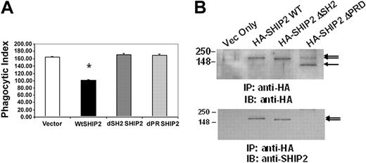 Figure 1. SHIP-2 down-regulation of FcγR-mediated phagocytosis is dependent on an intact SH2 domain as well as the C-terminal proline-rich domain. Raw 264.7 cells were transiently transfected with empty vector alone, HA-SHIP-2 WT, HA-SHIP-2 ΔSH2, or HA-SHIP-2 ΔPRD. GFP was cotransfected as a marker for transfection. (A) IgG-coated SRBCs were added to the transfectants 24 hours after transfection. The samples were incubated for 1 hour at 37°C to allow phagocytosis to take place. Cells were then subjected to brief hypotonic lysis prior to fixation in paraformaldehyde to be viewed under a fluorescence microscope. Phagocytosis was measured by counting the total number of SRBCs ingested by 100 transfectants (GFP-positive) each time for a total of 3 readings per sample in each experiment. *P < .05 compared with cells transfected with empty vector alone. The graph represents the mean ± SD. (B) Whole cell lysates from the transfectants were incubated with anti-HA antibody and protein G-agarose beads overnight. The precipitated proteins were next separated on 10% SDS-PAGE and transferred to nitrocellulose membrane, which was Western blotted with anti-HA antibody. The same membrane was washed and reprobed with anti-SHIP-2 antibody. These results are representative of 3 independent experiments.
