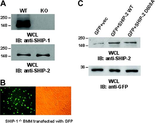 Figure 2. Ectopic expression of SHIP-2 in SHIP-1-/- BMMs. (A) BMMs from SHIP-1+/+ and SHIP-1-/- animals were tested for the expression of SHIP-1 and SHIP-2 by Western blotting. (B) Using the Nucleofector, BMMs were transfected with plasmids encoding GFP (left: immunofluorescence image; right: phase contrast image of the same field). Images were obtained using an inverted fluorescence microscope with ×40 magnification. (C) SHIP-1 knockout BMMs were transiently transfected with empty vector alone, wild-type SHIP-2 (SHIP-2 WT), or catalytically deficient SHIP-2 (SHIP-2 D608A). GFP was cotransfected as a marker for transfection. Whole cell lysates from the transfectants were separated on 10% SDS-PAGE and transferred to nitrocellulose membrane, which was blotted with anti-SHIP-2 or anti-GFP antibody. These results are representative of 3 independent experiments.