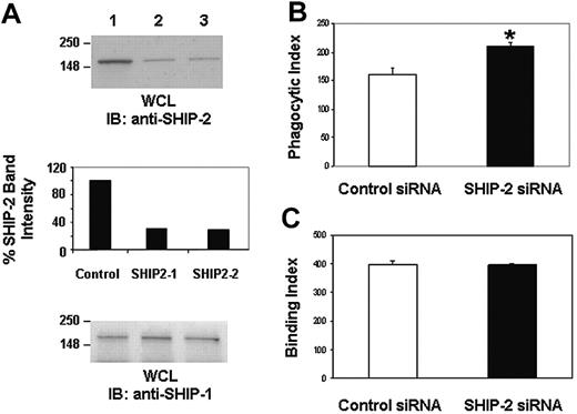 Figure 3. SHIP-2 knockdown by siRNA results in enhanced FcγR-function. (A) Raw 264.7 cells were transiently transfected with (1) control siRNA, (2) SHIP-2 siRNA1, and (3) SHIP-2 siRNA2. Cells were harvested 24 hours after transfection, and protein-matched lysates were analyzed by Western blotting with anti-SHIP-2 antibody (upper panel) and anti-SHIP-1 antibody (lower panel). The middle panel is a quantitative measurement of SHIP-2 band intensities. (B) Raw 264.7 cells were transiently transfected with control siRNA or SHIP-2 siRNA1. Twenty-four hours after transfection, the IgG-coated SRBCs were added. The samples were incubated for 1 hour at 37°C to study phagocytosis. Cells were then subjected to brief hypotonic lysis prior to fixation in paraformaldehyde to be viewed under a fluorescence microscope. Phagocytosis was measured by counting the total number of RBCs ingested by 100 transfectants. *P < .05. (C) Raw 264.7 cells transfected with control siRNA or SHIP-2 siRNA were incubated with IgG-coated SRBCs for 1 hour at 4°C to study binding. Cells were then subjected to brief washing prior to fixation in paraformaldehyde to be viewed under a fluorescence microscope. The binding activity was expressed as the total number of bound SRBCs on 100 rosetting Raw cells that each bound 3 or more SRBCs (binding index). Graphs represent means ± SD.
