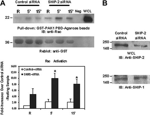 Figure 4. SHIP-2 down-regulates Rac activation. Raw 264.7 cells were transiently transfected with either a nonspecific control siRNA or SHIP-2 siRNA. (A) Eight hours after transfection, cells were starved in incomplete RPMI media (ie, with no FBS) for 16 hours. After starvation, cells were stimulated with 2.4G2 followed by MAR (mouse anti-rat IgG) for the indicated time. Protein-matched cell lysates were incubated with GST-PAK1-PBD-agarose beads for 1 hour at 4°C. Active Rac bound to the beads was eluted and loaded on 12% SDS-PAGE (top panel). Equal volume of lysis buffer only and whole cell lysate were loaded as negative and positive controls (neg and WCL). The membranes were reprobed with anti-GST antibody (middle panel). Rac band intensities were quantitated and are presented as fold increase over the resting control siRNA-transfected sample (bottom panel). The graph represents means ± SD. (B) Whole cell lysates from the resting samples were separated on 10% SDS-PAGE and transferred to nitrocellulose membrane, which was then probed with anti-SHIP-2 (top panel) or anti-SHIP-1 antibody (bottom panel).