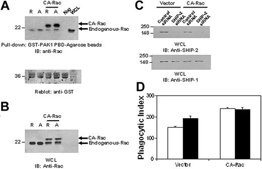 Figure 5. SHIP-2 down-regulates phagocytosis by suppressing upstream Rac activation. (A) Raw 264.7 cells were transiently transfected with constitutively active Rac (CA-Rac). Eight hours after transfection, cells were starved in incomplete RPMI media (ie, with no FBS) for 16 hours. After starvation, cells were stimulated with 2.4G2 followed by MAR (mouse anti-rat IgG) for 5 minutes to cluster FcγR. Protein-matched cell lysates were incubated with GST-PAK1-PBD-agarose beads for 1 hour at 4°C. Equal volume of lysis buffer was incubated with beads as a negative control (neg). Active Rac bound to the beads was eluted and loaded on 12% SDS-PAGE (top panel) and analyzed by Western blotting with anti-Rac antibody. The membrane was washed and reprobed with an anti-GST antibody (bottom panel). (B) Raw 264.7 cells were cotransfected with either a nonspecific control siRNA or SHIP-2 siRNA with CA-Rac. Twenty-four hours after transfection, whole cell lysates were made and separated on 12% SDS-PAGE and probed with an anti-Rac antibody. (C) Parallel samples were separated by 10% SDS-PAGE and probed with anti-SHIP-2 (top panel) or anti-SHIP-1 (bottom panel) antibody. (D) IgG-coated SRBCs were incubated with the transfectants for 1 hour at 37°C to assess phagocytic efficiency. Phagocytosis was measured by counting the total number of RBCs ingested by 100 phagocytosing cells. □ indicates control siRNA; ▪, SHIP-2 siRNA. The graph represents means ± SD.