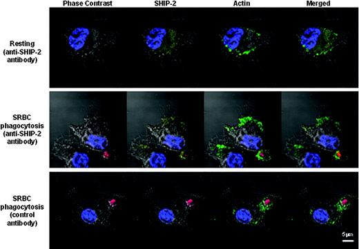 Figure 6. SHIP-2 is recruited to the site of phagocytosis. Raw 264.7 cells were grown on coverslips and either left untreated (resting) or incubated with IgG-coated SRBCs (red) for 5 minutes at 37°C. Cells were then fixed in 4% paraformaldehyde and permeabilized in 0.2% Triton X-100. After blocking, cells were stained with a goat anti-SHIP-2 antibody followed by a Cy5-conjugated donkey anti-goat F(ab′)2 fragment (yellow). F-actin was stained with FITC-phalloidin (green), and nuclei were stained with Hoechst (blue). Coverslips were mounted on slides and read using Zeiss 510 confocal microscope with ×63 magnification. SHIP-2 has a diffused cytoplasmic pattern in resting cells (top panel). SHIP-2 localizes to the site of phagocytosis (middle panel), where it colocalized with F-actin. Cells stained with normal goat IgG followed by Cy5-conjugated donkey anti-goat F(ab′)2 fragment showed clean background (bottom panel).