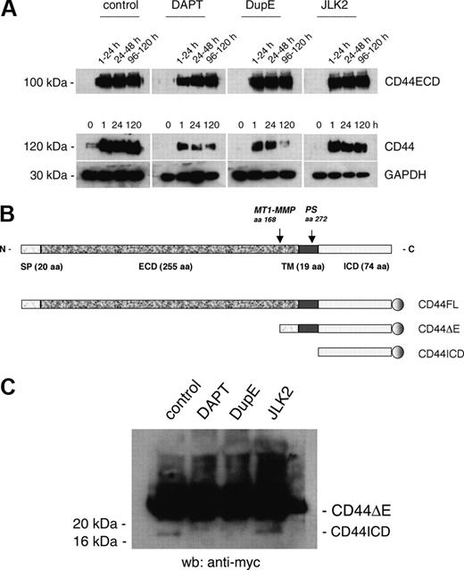 Figure 2. PS inhibitors DAPT and DupE, not JLK2, decrease the expression of CD44 and inhibit the release of CD44ICD. (A) Rat alveolar macrophages (5 × 106 cells/35-mm dish) were cultured for the indicated times, treated or not with DAPT (10 μM), DupE (0.5 μM), or JLK2 (20 μM), then lysed and subjected to Western blot analysis. In parallel wells, 24-hour cell supernatants from macrophages were collected and analyzed for CD44 content using Western blotting. (B) Schematic diagram of the CD44 constructs generated for this study. (C) Rat alveolar macrophages were transduced with the retroviral vector MigR1 empty (control) or encoding CD44ΔE, and then treated or not with DAPT (10 μM), DupE (0.5 μM), or JLK2 (20 μM) for 24 hours. The cell lysates were subjected to Western blotting analysis using an mAb directed against myc. The cleavage of CD44 ΔE into CD44ICD was inhibited by DAPT and DupE, but not by JLK2.