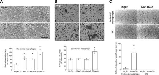 Figure 3. CD44ICD promotes the fusion of macrophages and the differentiation of TRAP+ multinucleated osteoclasts. (A) Rat alveolar macrophages were transduced with the retroviral vector MigR1 empty or encoding CD44FL, CD44ΔE, or CD44ICD, plated in fusogenic conditions, and then cultured for only 2 days. Whereas macrophages transduced with empty vector, CD44FL, or CD44ΔE had barely initiated fusion by day 2, those transduced with MigR1 encoding CD44ICD were well fused (bar represents 3 mm; *P < .001 versus MigR1; SD; n = 5). (B) Mouse bone marrow cells were transduced with the retroviral vector MigR1 empty or encoding CD44FL, CD44ΔE, or CD44ICD, treated with M-CSF supplemented with RANKL for only 2 days to differentiate into osteoclasts, then reacted for TRAP, an osteoclast marker. Whereas very few macrophages transduced with empty vector or vector encoding CD44FL or CD44ΔE were fused by day 2, macrophages transduced with CD44ICD were highly differentiated into TRAP+ multinucleated osteoclasts (bar is 2 mm; *P < .001 versus MigR1; SD; n = 6). (C) CD44ICD promotes the fusion of peritoneal macrophages but does not induce the fusion of 3T3 cells. Rat peritoneal macrophages and 3T3 cells were cultured in fusogenic conditions for 18 hours and 48 hours, respectively, following transduction with MigR1 either empty or encoding CD44ICD. CD44ICD strongly promoted the fusion of rat peritoneal macrophages (bar represents 1 mm; *P < .001 versus MigR1; SD; n = 4).