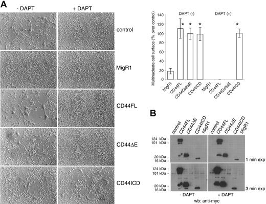 Figure 4. CD44ICD rescues the fusion of macrophages treated with DAPT. (A) Rat alveolar macrophages were transduced with MigR1 empty or encoding CD44FL, CD44ΔE, or CD44ICD, and treated or not with DAPT (10 μM) for 4 days (bar represents 2 mm; *P < .01 versus MigR1; SD; n = 6). (B) Cells from panel A were subjected to Western blotting analysis using an mAb directed against myc. Overexposed blots revealed CD44ICD in CD44FL- and CD44ΔE-transduced cells, but not in the presence of DAPT.