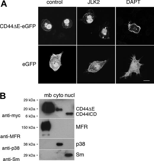 Figure 5. CD44ICD localizes to the nucleus. (A) Raw 264.7 cells were transduced with pBMN-eGFP or pBMN-CD44ΔE-eGFP and treated or not with JLK2 (20 μM) or DAPT (10 μM) for 16 hours. Note that in DAPT-treated cells that express CD44ΔE-eGFP, not JLK2-treated cells, the nucleus does not fluoresce. Also, DAPT affects the shape of macrophages and induces the clustering of CD44ΔE-eGFP in the plasma membrane (bar is 7 μm). (B) Rat alveolar macrophages were transduced with the retroviral vector MigR1 encoding CD44ΔE and then subjected to subcellular fractionation. Fractions were analyzed by Western blotting using antibodies directed against myc, MFR (plasma membrane), p38 (cytosol), and Sm (nucleus).