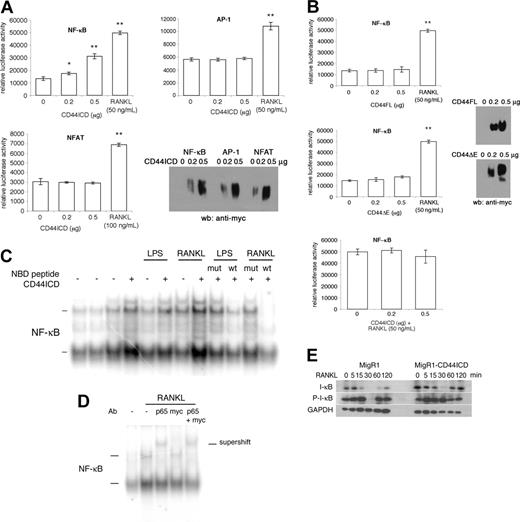 Figure 6. CD44ICD activates NF-κB. (A) Raw 264.7 cells were cotransfected with pcDNA3-CD44ICD and NF-κB, AP-1 or NFAT luciferase reporter constructs, grown for 2 days, and then either assayed for luciferase activity (*P < .05 and **P < .001 versus 0 μg CD44ICD; SD; n = 3) or subjected to Western blot analysis using anti-myc antibody. RANKL was used as a positive control. (B) Raw 264.7 cells were cotransfected with pcDNA3-CD44FL or pcDNA3-CD44ΔE and NF-κB luciferase reporter construct, grown for 2 days, and either assayed for luciferase activity (**P < .001 versus 0 μg CD44FL or CD44ΔE; SD; n = 3) or subjected to Western blot analysis using anti-myc antibody. RANKL was used as a positive control. (C) Raw 264.7 cells were transduced or not with MgR1-CD44ICD and stimulated or not for 30 minutes with LPS (100 μg/mL) or RANKL (100 ng/mL). Nuclear proteins were extracted and incubated for 20 minutes with radiolabeled NF-κB consensus oligonucleotides. Some cells were preincubated with NEMO-binding peptide (NBD; wt; 50 μM) or NBD mutant peptide (mut; 50 μM) for 1 hour at room temperature. The samples were resolved by electrophoresis. (D) Raw 264.7 cells were transduced with MgR1-CD44ICD and stimulated or not with RANKL (100 ng/mL) and then nuclear extracts were analyzed as in panel B, except that some nuclear extracts were preincubated with an antibody directed against p65, myc, or with both p65 and myc. (E) Raw 264.7 cells were transduced with MgR1 empty or encoding CD44ICD and stimulated with RANKL (100 ng/mL) for the indicated times. Total cell extracts were analyzed by Western blotting using antibodies directed against I-κB, phosphorylated I-κB (P-I-κB), and GAPDH.