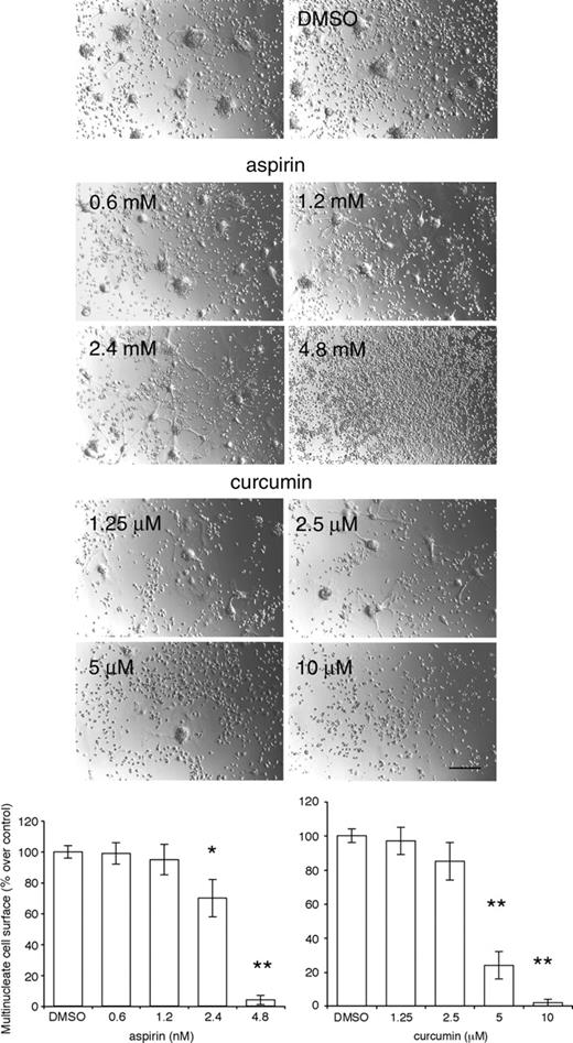 Figure 7. Inhibition of NF-κB prevents fusion of macrophages. Rat alveolar macrophages (5 × 106 cells/well in 24-well dishes) were cultured for 3 days in the absence or presence of increasing concentrations of aspirin or curcumin. Note that 10 μM curcumin induced macrophages to detach from the plate (Bar represents 2 mm; *P < .01 and **P < .001 versus control; SD; n = 5).