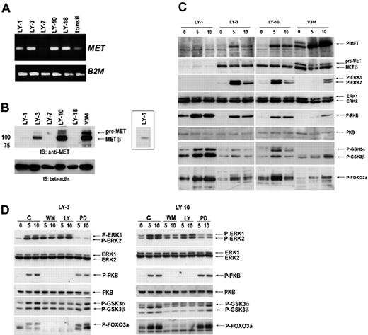 Figure 2. HGF induces phosphorylation of MET in DLBCL cells and activates the RAS/MAPK and PI3K/PKB pathway. (A) mRNA expression of MET in DLBCL cell lines. After RNA isolation and cDNA synthesis, RT-PCR for MET was performed. β2-Microglobulin was used as housekeeping gene control. (B) MET protein expression in DLBCL cell lines. DLBCL cell lines were analyzed by immunoblotting for the expression of MET. The (weak) expression of MET by OCI-LY-1 cells is clearly demonstrated by means of a 3-times longer exposure (right). Staining with anti-β-actin represents the loading control. (C) HGF induces tyrosine phosphorylation of MET, PKB, FOXO3a, GSK3, and ERK. The DLBCL cells OCI-LY-1, OCI-LY-3, and OCI-LY-10, and MET-transfected Namalwa cells (V3M) were stimulated with HGF for the indicated time periods. Cell lysates were immunoblotted with phosphorylation-specific antibodies against MET, FOXO3a, GSK3, PKB, and ERK. The blots were stripped and restained with antibodies against MET, PKB, and ERK. (D) HGF-induced phosphorylation of FOXO3a and GSK3 requires PI3K activity, whereas phosphorylation of ERK1 and ERK2 is MEK dependent. OCI-LY-3 and OCI-LY-10 cells were pretreated with the PI3K inhibitors wortmannin (WM, 50 μM) or LY294002 (LY, 20 μM), the MEK inhibitor PD98059 (PD, 50 μM), or DMSO (C) for 30 minutes, prior to incubation with HGF (200 ng/mL). Phosphorylation of ERK1 and ERK2, PKB, GSK3, and FOXO3a was determined by immunoblotting with phosphorylation-specific antibodies. The blots were stripped and restained for ERK1 and ERK2, and PKB.