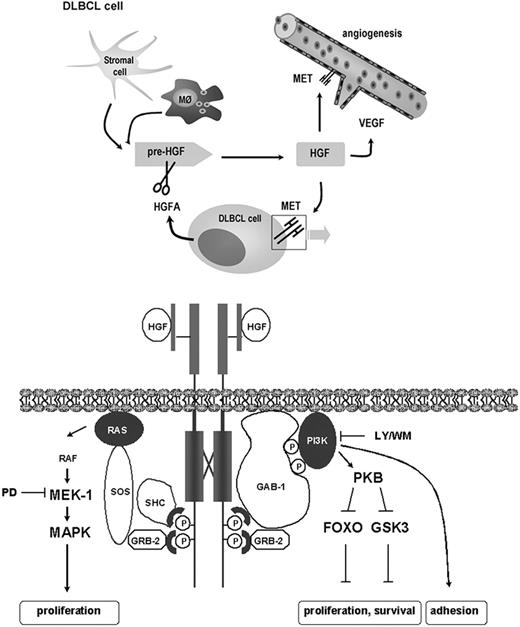 Figure 7. Activation and biologic actions of HGF in the DLBCL microenvironment. HGF is produced by macrophages (M∅) and/or stromal cells. Expression and secretion of HGFA by DLBCL cells regulates the bioavailability of active HGF in the DLBCL microenvironment. Catalyzation of HGF activation by DLBCL cells can directly stimulate HGF/MET signaling (bottom panel), promoting DLBCL adhesion, growth, and survival. In addition, HGF can directly or indirectly stimulate angiogenesis. Bottom panel: schematic representation of the HGF-induced signaling events in DLBCL cells. HGF-induced activation of MAPK and PKB is mediated by Grb2/SOS coupling to RAS and GAB-1 coupling to PI3K, respectively.73 Activation of RAS/MAPK may lead to proliferation of DLBCL cells. Activation of PI3K/PKB leads to phosphorylation of FOXO3a and GSK3, which may control proliferation and survival (see “Discussion” for further details). Furthermore, PI3K mediates HGF-induced adhesion of DLBCL cells. Pre-HGF indicates inactive precursor of HGF.