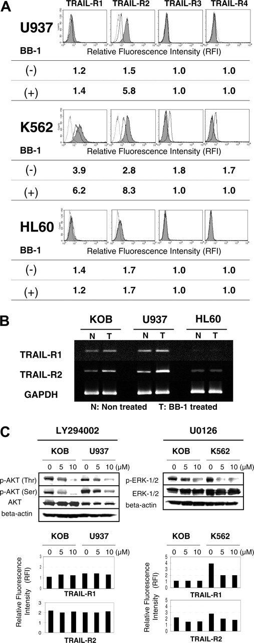 Figure 6. Increase of TRAIL-R2 expression by BB-1. (A) Cell surface TRAIL receptors. U937, K562, and HL60 (106 cells/mL) were incubated with or without 12.5 μg/mL BB-1 for 24 hours, and the cells were stained with antibodies to TRAIL receptors or with an isotype-matched antibody. Cells (104) were counted and analyzed by FCM. Shaded peaks, solid lines, and dotted lines correspond to treated, untreated, and control staining, respectively. RFI was determined as the ratio of mean fluorescence intensity for specific staining to that for control staining. (B) TRAIL receptor mRNA. KOB cells (5 × 105/mL), U937 cells (106 cells/mL), and HL60 cells (106 cells/mL) were incubated with or without 12.5 μg/mL BB-1 for 24 hours. Cells were then harvested, cDNAwas constructed from 1 μg total RNA, and RT-PCR (29 cycles) was performed. mRNA expression of TRAIL-R1 and -R2 in untreated and BB-1–treated cells is shown with that of GAPDH. (C) Correlation between receptor expression and activity of AKT and ERK. KOB cells (5 × 105/mL) or cells (106/mL) from the U937 and K562 lines were treated with the indicated concentration of LY294002 or U0126 for 24 hours and were harvested. The phosphorylation status of AKT and ERK was evaluated by Western blotting, and the cell surface expression of TRAIL-R1 and -R2 was examined by FCM as described for panel A.