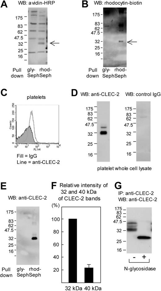 Figure 1. Association of CLEC-2 with rhodocytin-coated beads. (A) Washed platelets were labeled with biotin and lysed with an equal volume of 2 × lysis buffer. They were precleared and incubated with rhodocytin-bound (rhod-Seph) or glycin-bound (gly-Seph) Sepharose 4B for 4 hours at 4°C. After extensive washing, proteins were eluted from the beads with SDS-reducing sample buffer. Precipitated platelet proteins were separated by 4% to 20% SDS-PAGE and detected by horseradish peroxidase–conjugated streptavidin (avidin-HRP). Data are representative of 2 experiments. (B) Pull-down and electrophoresis were performed as described in panel A using unlabeled washed platelets. Ligand blotting was performed by biotin-conjugated rhodocytin (rhodocytin-biotin) and avidin-HRP. Arrows indicate 32-kDa protein that was precipitated specifically by the rhodocytin-coupled beads. (C) Washed human platelets were incubated with control goat IgG or anti–CLEC-2 antibody, followed by staining with FITC-conjugated anti-goat IgG. Samples were analyzed with a Becton Dickinson FACScan. (D) Washed platelets were dissolved in 4 × SDS sample buffer, separated by SDS-PAGE, and blotted with anti–CLEC-2 antibody (left) or control goat IgG (right). The data are representative of 5 experiments. (E) The membrane used in panel B was reprobed with anti–CLEC-2 antibody. (F) Densitometric analysis of 32- and 40-kDa CLEC-2 bands in panel D was performed by Molecular Imager FX and Quantity One software (Bio-Rad Laboratories, Hercules, CA). Relative intensity of the 40-kDa band compared with the 32-kDa band was expressed as mean ± SE (n = 4). (G) CLEC-2 immunoprecipitates were incubated with 1.5% 2-mercaptoethanol for 3 minutes at 100°C. After addition of 1.4% Nonidet P-40, the proteins were incubated with or without N-glycosidase F at 37°C overnight. Immunoprecipitated and enzyme-treated CLEC-2 protein was dissolved with SDS sample buffer, separated by SDS-PAGE, electrotransferred, and Western blotted by the CLEC-2 antibody.