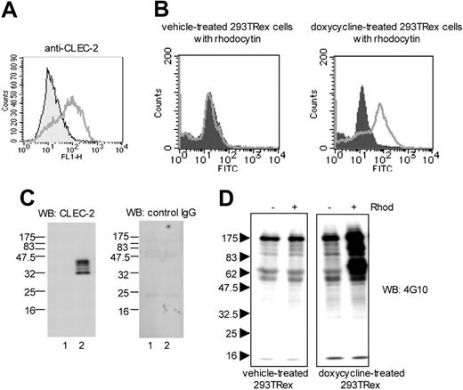 Figure 2. Selective response of CLEC-2–expressing 293T-REx cells to rhodocytin. (A) 293T-REx cells, which express CLEC-2 under a tet repressor, were incubated with vehicle or 1 μg/mL of doxycycline for 24 to 48 hours. 5 × 106/mL cells were incubated with an antibody to CLEC-2 or an isotype matched control and analyzed by FACscan. Filled areas represent vehicle-treated 293TRex cells; lines, doxycycline-treated 293TRex cells. (B) 293T-REx cells (5 × 106/mL) pretreated with or without doxycycline were preincubated with 100 nM rhodocytin. After excess of rhodocytin was removed by centrifugation, cells were incubated with control rabbit IgG (filled areas) or antirhodocytin antibody (lines), followed by FITC-conjugated anti–rabbit IgG. (C) 1 × 107 cells were dissolved with 4 × SDS sample buffer. Proteins were separated by SDS-PAGE and blotted with anti–CLEC-2 antibody (left panel) or control–goat IgG (right panel). Lane 1: vehicle-treated 293TRex cells; lane 2: doxycycline-treated 293TRex cells. (D) Cells were stimulated with or without 500 nM rhodocytin for 10 minutes, dissolved with SDS sample buffer, and separated by SDS-PAGE. Protein tyrosine phosphorylation was detected by Western blotting with antiphosphotyrosine antibody (4G10). The data are representative of 2 to 3 experiments.