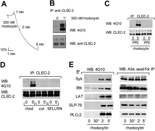 Figure 4. Tyrosine phosphorylation of CLEC-2 and signaling molecules downstream GPVI upon rhodocytin stimulation. (A) Human washed platelets (2 × 108/mL) were stimulated by 300 nM rhodocytin and platelet aggregation was monitored using an aggregometer. (B-E) Washed human platelets (300 or 500 μL at 1 × 109/mL) were stimulated with (B) 300 nM rhodocytin, (C-E) 50 nM rhodocytin, 50 μ g/mL collagen, or 100 μM SFLLRN for the indicated times. In panel D, platelets were pretreated with 30 μM PP3 or PP2, prior to stimulation with rhodocytin. Reactions were terminated by addition of an equal volume of 2 × lysis buffer. Platelet lysates were precleared and detergent-insoluble debris was removed by centrifugation. Antibodies against CLEC-2 (B-D), PLCγ2, Syk, Btk, SLP-76, or LAT (E) were added to the resultant supernatant and incubated overnight with protein A or G Sepharose. Precipitated proteins were separated by SDS-PAGE and Western blotted with the indicated antibodies. The data are representative of 2 to 5 experiments.