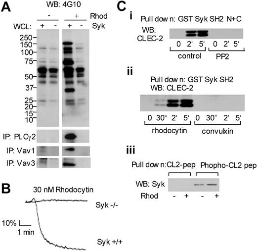 Figure 5. Crucial role of Syk in platelet activation downstream of CLEC-2. (A) Washed murine platelets were stimulated with 50 nM rhodocytin for the indicated times. Whole-cell lysates or immunoprecipitates with antibodies against PLCγ2, Vav1, or Vav3 were separated by SDS-PAGE and Western blotted with the indicated antibodies. (B) Control or Syk-deficient platelets were stimulated with 30 nM rhodocytin and platelet aggregation was monitored using an aggregometer. (Ci-ii) Washed human platelets, pretreated with or without 30 μM PP2, were stimulated with 50 nM rhodocytin or 10 μg/mL convulxin for the indicated times. Reactions were terminated by addition of an equal volume of 2 × lysis buffer. Platelet lysates were precleared and detergent-insoluble debris was clarified by centrifugation. The resultant supernatant was incubated with 40 μL glutathione beads associated with GST fusion protein containing tandem Syk SH2 domains. Precipitated proteins were separated by SDS-PAGE and Western blotted with an antibody to CLEC-2. (Ciii) CLEC-2 associated with 10 μg of CLEC-2 phospho-YXXL–containing peptide plus avidin-sepharose was detected by CLEC-2 antibody. The data are representative of 2 to 5 experiments.