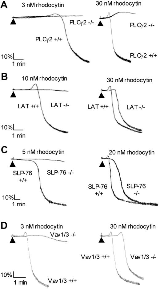 Figure 6. Inhibition of rhodocytin-induced platelet aggregation in mice deficient in PLCγ2, LAT, SLP-76, or Vav1/3. Murine washed platelets from wild-type mice or mice deficient in PLCγ2, LAT, SLP-76, or Vav1/3 were stimulated with indicated concentrations of rhodocytin and platelet aggregation was monitored using an aggregometer. Results are representative of 3 to 6 experiments.