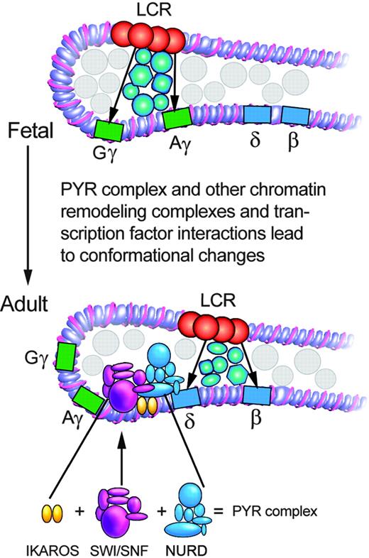 Figure 3. The proposed role of the PYR complex in human hemoglobin switching. The circles indicate unspecified chromatin remodeling complexes and transcription factors. The details of these interactions in chromatin between the βLCR elements, globin structural genes, erythroid transcription factors, and these chromatin remodeling complexes are unknown. In fetal-embryonic cells, the human βLCR is associated with the γ-globin gene loci downstream. The blue circles include the potential activities of FKLF and SSP in this process at the γ-globin promoter. In adult-type cells, the βLCR associates with and activates β-globin gene expression. New interactions leading to repression of γ-globin gene expression occur, and PYR complex binding and its HDACs may contribute to this process. The SWI/SNF complex subunits, the NURD subunits, and the DNA-binding subunit Ikaros of the PYR complex are shown.