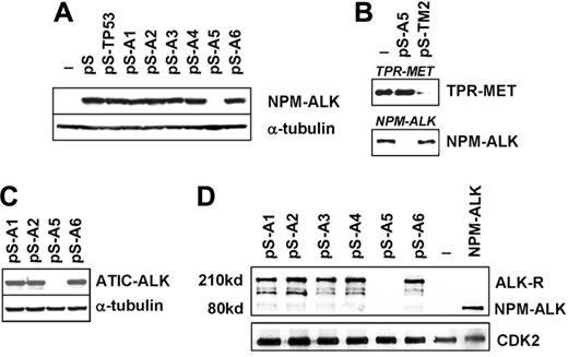 Figure 1. Selection of ALK shRNA. (A) ALK-A5 efficiently inhibits NPM-ALK protein expression. HEK-293T cells were cotransfected with Pallino NPM-ALK (0.2 μg) and 1 of 6 different pSUPER vectors carrying shRNA specific for ALK sequences (pS-A1-6; 0.8 μg). Untransfected cells were also included (–). Lysates (72 hours) were immunoblotted using a specific anti-ALK antibody recognizing the cytoplasmic region of the ALK-R. Protein loading was normalized using anti–α-tubulin antibody. (B) shRNA ALK-A5 does not modulate the expression of TPR-MET. HEK-293T cells transfected with TRP-MET and ALK-A5 pSUPER vectors express unmodified levels of TPR-MET. However, TPR-MET expression is down-modulated after cotransfection with a specific TPR-MET (TM2) shRNA construct (top panel).37 HEK-293T cells transfected NPM-ALK and the TPR-MET shRNA cassette expressed unmodified levels of NPM-ALK (bottom panel). (C) ALK5 inhibits ATIC-ALK protein expression. HEK-293T cells were cotransfected with Pallino ATIC-ALK and ALK-pSUPER shRNA interfering sequences. Expression of ATIC-ALK protein was determined by Western blot analysis as described in “Materials and methods.” (D) ALK-A5 inhibits ALK-R protein expression. HEK-293T cells were cotransfected with Pallino ALK-R and pSUPER-ALK shRNA interfering sequences. Protein loading was normalized using a rabbit polyclonal antibody to CDK2.