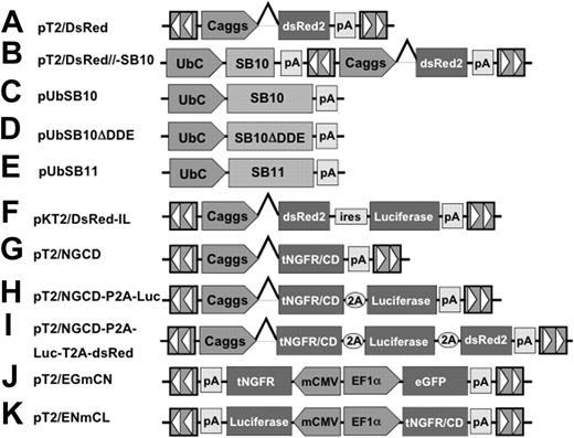 Figure 1. The Sleeping Beauty (SB) transposon vectors used in this study. The SB transposon system consists of 2 components: the inverted repeat/direct repeats (IR/DR, indicated by arrowheads) flanking the gene of interest, and the expression cassette encoding the transposase. Caggs is a chimeric promoter derived from chicken β-actin and cytomegalovirus immediate-early promoter sequences. UbC indicates human ubiquitin C promoter; SB10, transposase; SB10ΔDDE, inactive transposase due to deletion of the catalytic domain; tNGFR/CD, truncated human nerve growth factor receptor and cytosine deaminase fusion gene; P2A and T2A, “self-cleaving” 2A peptides derived from porcine teschovirus-1 and Thosea asigna virus have been shown to express multiple genes. pT2/EGmCN and pT2/ENmCL were bidirectional SB vectors in which synthetic bidirectional promoters were used. mCMV indicates minimal CMV promoter; EF1α, human elongation factor 1α promoter; IRES, internal ribosomal entry sites; DsRed2, red fluorescent protein; Luciferase, bioluminescent reporter gene; and pA, polyadenylation signal.