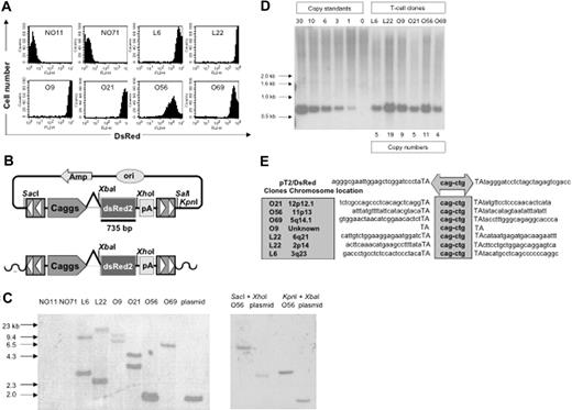 Figure 5. Molecular analyses of transposition in human T cells. (A) DsRed transgene expression in transposed T-cell clones 4 months after gene transfer. (B) Schematic representation of a DsRed probe used in this study. Top row shows the circular transposon-encoded plasmid nucleofected into T cells and the location of the 735-bp DsRed probe. Bottom row shows the loss of flanking restriction enzyme recognition sequences after transposase-mediated integration into genomic DNA (wavy line). (C) Integration assay by Southern blotting. Southern blot of genomic DNA digested with SalI and XbaI and hybridized with a DsRed probe. The SalI site located outside the IR/DR is lost, resulting in the absence of a detectable 1.7-kb plasmid-specific band. Southern blot of genomic DNA from clone O56 digested with SacI and XhoI as well as KpnI and XbaI and hybridized with the same probe. The SacI and KpnI sites flanking IR/DRs are lost, resulting in the absence of detectable 2.8- and 1.7-kb plasmid-specific bands, respectively. (D) Determination of per-cell copy numbers by Southern blot. A 1-copy standard of pT2/DsRed was equal to 11 pg. Copy standards were mixed with 10 μg genomic DNA isolated from bulk activated T cells. Transgene copy numbers for each T-cell clone were calculated from the intensities of the bands spanning the DsRed gene in comparison to a copy number standard after linear regression analysis. Band intensities were quantified using a PhosphorImager. (E) Transposition assay. Transposon insertion site sequences were determined using a linker-mediated PCR technique described in “Materials and methods.” Plasmid backbone sequences of pT2/DsRed are shown. Duplicated TA dinucleotide target site is in capital letters. Transposon-specific sequences are in the center box. Amplified transposon:chromosome junction sequences were subjected to BlastN analysis against the human genome using the ENSEMBL database (chromosome locations indicated in shaded box on the left). Genome-specific primers were designed in accordance with identified chromosome positions to amplify the opposing flanking sequence and confirm insertion into a single TA dinucleotide.