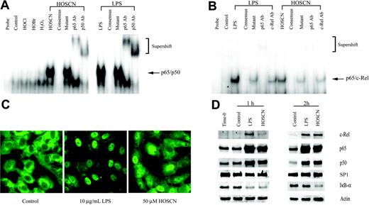 Figure 4. HOSCN activates the p65/p50 and p65/c-Rel heterodimeric forms of NF-κB. (A) EMSA analysis of NF-κB activation. HUVECs were stimulated with 10 μg/mL LPS or 150 μM of the designated oxidant as described in the legend to Figure 2 for 1 hour prior to extraction of nuclear proteins. Five-microgram aliquots of nuclear extracts were incubated with radiolabeled NF-κB consensus binding sequence oligonucleotide and separated on 5% nondenaturing polyacrylamide gels. The mobility of the shifted NF-κB consensus probe is shown by the arrow; the slower migration of supershifted bands is shown in brackets. The lanes designated “consensus” show the effect of adding 10-fold excess unlabeled probe; “mutant,” the effect of adding 10-fold excess unlabeled mutant NF-κB consensus oligonucleotide; and “p65 Ab,” “p50 Ab,” and “c-Rel Ab,” the effects of adding polyclonal antibodies to the designated proteins. (B) As in panel A, except HUVECs were incubated with the stimulant for 2 hours, the loading of 10 μg nuclear extract protein/lane, and use of a radiolabeled oligonucleotide probe, derived from the authentic TF-κB–like sequence. (C) Immunofluorescent microscopy localization of p65 in HUVEC monolayers exposed to 10 μg/mL LPS or 50 μM HOSCN in M199 medium with 5% FBS for 4 hours, fixed with 4% paraformaldehyde, and permeabilized with 0.1% Triton X-100. p65 was visualized using a rabbit anti-p65 polyclonal primary antibody and an FITC-conjugated goat antirabbit IgG secondary antibody by immunofluorescence microscopy (magnification, × 400). (D) Western blot analysis of the nuclear extracts used for 1 hour (left panel) and 2 hours (right panel) using polyclonal antibodies specific for the designated proteins with SP1 as a loading control. For IκB-α only, cytosolic rather than nuclear extracts were analyzed with actin as a loading control.