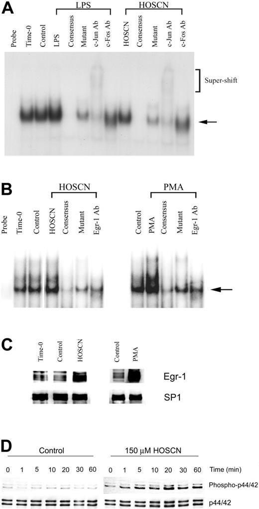 Figure 5. HOSCN modulation of the AP-1 and Egr-1 pathways. (A) EMSA analysis of AP-1. HUVECs were stimulated with 10 μg/mL LPS or 150 μM HOSCN for 1 hour in M199 medium with 10% FBS. Two microgram aliquots of nuclear extracts were incubated with a radiolabeled, TF promoter–derived proximal AP-1 binding site oligonucleotide and analyzed as described for Figure 4. The arrow shows the mobility of the shifted probe and brackets the mobility of supershifted probe. Lanes designated “consensus” show the effect of adding 10-fold excess unlabeled AP-1 probe; “mutant,” the effect of adding 10-fold excess unlabeled mutant AP-1 probe; and “c-Jun” and “c-Fos,” the effect of adding monoclonal antibodies to the designated proteins. (B-D) EMSA analysis of Egr-1 and demonstration of upstream ERK1/2 kinase activation by HOSCN. (B) HUVECs were stimulated with 150 μM HOSCN (left panel) or 50 ng/mL PMA (right panel) for 1 hour in M199 medium with 10% FBS and nuclear extracts prepared. Five-microgram nuclear protein aliquots were incubated with a radiolabeled Egr-1 binding oligonucleotide probe and analyzed as described for Figure 4. The arrow shows the mobility of Egr-1–probe complex. Lanes designated “consensus” show the effect of adding 10-fold excess unlabeled Egr-1 probe; “mutant,” the effect of adding 10-fold excess unlabeled mutant Egr-1; and “Egr-1 Ab,” the effect of adding a polyclonal antibody for Egr-1. (C) Western blots of the nuclear extracts shown in panel B probed with an antibody for Egr-1 with SP1 as a loading control. (D) HUVECs were exposed to buffer (left panel) or 150 μM HOSCN (right panel) in complete medium for the indicated times, whole cell lysates prepared, and Western blots probed with an antibody specific for the phospho forms of the p44 and p42 components of Erk1/2, here designated “phospo-p44/42” (top row). p44/42 (Erk1/2) was probed as a protein loading control (bottom row).