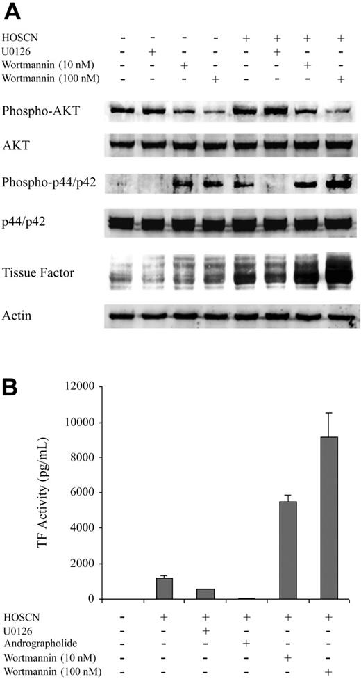 Figure 6. Kinase inhibitor studies and Western blot analysis of kinase pathways in HUVECs exposed to HOSCN. (A) Monolayers of HUVECs were pretreated 1 hour with U0126 (10 μM) or wortmannin (10 nM and 100 nM) and then exposed to buffer or 150 μM HOSCN in M199 medium containing 10% FBS and fresh inhibitors for 4 hours. Western blots of whole cell lysates were probed for phospho-p44/42 (Erk1/2), p44/42 (Erk1/2), phospho-AKT, AKT, and TF. (B) HUVECs were pretreated with 10 μM U0126, 10 μg/mL andrographolide, or wortmannin (10 nM and 100 nM) for 1 hour and then exposed to 150 μM HOSCN in M199 medium containing 10% FBS and fresh inhibitors for 4 hours. TF activity in lysates was determined by one-stage clotting assay. All data are shown ± SD.