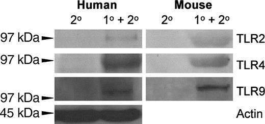 Figure 3. Autoradiography of the indicated TLR Western blots of human and mouse platelets. Platelet lysates were separated on an 8% polyacrylamide gel, immunoblotted onto nitrocellulose, and probed with alkaline phosphatase–conjugated anti-TLR monoclonal antibodies. A typical result is shown.