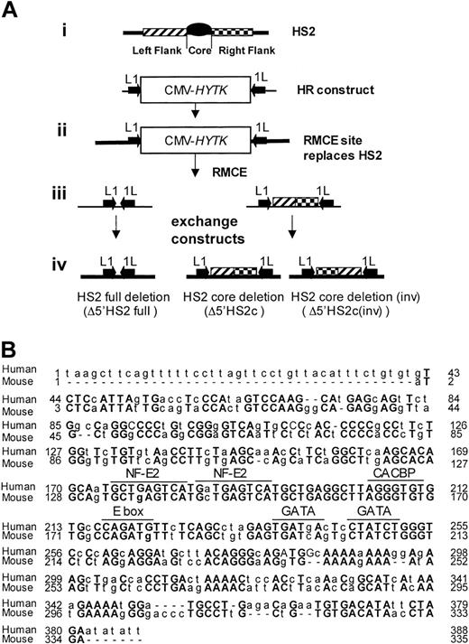 Figure 1. Generating HS2 core deletion. (A) Strategies for the murine β-globin LCR 5′HS2 deletions. (i) Schematic representation of HS2 and the homologous recombination (HR)-targeting construct with the CMV-HyTK gene flanked by 2 inverted loxP sites (arrows) replacing the 5′HS2 full site. (ii) Structure of the HR product with the RMCE site replacing the full 5′HS2. (iii) RMCE constructs. (iv) RMCE products showing the full deletion and the core deletion with the 5′HS2 flanks in their normal or inverted orientation. (B) Sequence comparison of the human and mouse 5′HS2 core deletions, including the binding sites of transcription factors most likely to be bound to the core.7