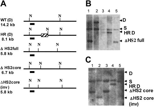 Figure 2. Identification of HS2 core, HS2 core inverted, and HS2 full deletion clones. (A) Map shows the Southern strategies to screen the modified ES clones. N indicates cutting sites for NheI; the short line under the maps, the probe; and ▨, the CMV-HyTK gene after homologous recombination. The expected band sizes are noted. (B) ΔHS2 full deletion Southern blot. Lanes 1 and 5, ΔHS2 full/S; lane 2, D/S; and lanes 3 and 4, HS2(HR)/S. (C) ΔHS2 core deletion Southern blot. Lanes 1 and 3, ΔHS2c/S; lane 2, ΔHS2c(inv)/S; lane 4, HS2(HR)/S; and lane 5, D/S.