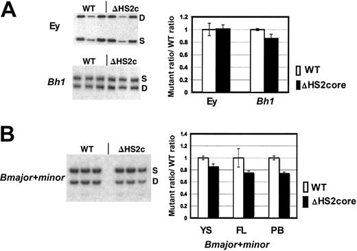 Figure 4. β-Like globin gene expression in 5′HS2 core deletion mice. (A) Sample gels of Ey and Bh1 expression in yolk sac primitive erythroid cells. Graph of composite data from assays of Ey and Bh1 mRNA in WT/S and ΔHS2c/S yolk sac. WT values are the WT D/S ratio divided by itself to normalize to 1.0. The mutant/S ratio is divided by the prenormalization WT D/S ratio. Error bars represent the standard deviation of the mean for multiple individual embryos before normalization. (B) Sample gels of Bmaj+min expression in embryonic day 15.5 fetal liver of WT D/S and ΔHS2c/S mice. Graph of composite data from assay of Bmaj+min mRNA in WT D/S and ΔHS2c/S yolk sac (YS), fetal liver (FL), and adult peripheral blood (PB). Data normalization is done as described for Figure 3. Five or more embryos and 3 or more adult mice were assayed. ΔHS2c or ΔHS2core indicates the core deletion.