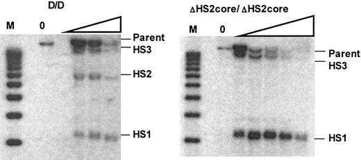 Figure 5. DNaseI hypersensitive site formation in the HS2 core deletion mouse. Left panel is the Southern blot showing HS formation in WT mice. M indicates the molecular marker lane. The DNaseI concentration is 0 in the first lane and increases as shown by the triangle. The right panel is the Southern blot of HS formation in ΔHS2core mice. Expected size bands for HS sites or parent band are labeled.