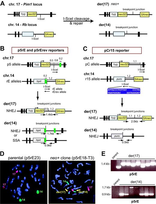 Figure 1. Chromosomal translocations between nonhomologous sequences. (A) Translocation design. A neo gene is split within its intron such that the 5′ portion with the splice donor (neoSD) is targeted to chromosome 17 in mouse ES cells, and the 3′ portion with the splice acceptor (SAneo) is targeted to chromosome 14. DSB induction at the I-SceI sites followed by interchromosomal NHEJ results in a neo+ gene on der(17). Because the breakpoint junction occurs within an intron, a variety of junctions can be recovered. The reciprocal chromosome der(14) also can form but is not under selection. Gray box, selectable marker. (B) Translocation reporters p5rE and p5rErev. The 2 rE alleles differ by whether the I-SceI sites on chromosomes 17 and 14 are in the same (rE) or opposite orientation (rErev). Der(17) arising from NHEJ with minimal sequence alteration reconstructs a neo+ gene with an intron of approximately 1.7 kb; der(14) can arise from NHEJ or SSA at the 210-bp repeat (green box), as shown. In principle, homology-directed repair at the 210-bp repeat could cause translocation formation via a reciprocal exchange. However, consistent with previous results,9-12 homology-directed repair events, which would leave one copy of the repeat on der(17), have not been recovered; hence, these translocation chromosomes are not diagrammed. Key distances are indicated in kb. (C) Translocation reporter pCr15. Der(17) arising from NHEJ with minimal sequence alteration reconstructs a neo+ gene with an intron of approximately 2.3 kb; like der(17), der(14) also can only arise from NHEJ. The I-SceI site is positioned further from the splice donor in the pCr15 reporter than in the p5rE and p5rErev reporters. For the pCr15 reporter, the I-SceI sites are in opposite orientation. The sequence of the I-SceI site upon cleavage is shown (blue box). (D) Fluorescence in situ hybridization using whole mouse chromosome 14-FITC (green) and chromosome 17-Cy3 (red) probes and demonstrating normal chromosomes 14 and 17 in the parental cell line and 2 derivative chromosomes (yellow arrows) in a neo+ clone. (E) Translocation chromosome analysis. PCR primers and sizes of PCR products are indicated on the derivative chromosomes in panel B. A sample of PCR products obtained from p5rE neo+ clones shows der(17) NHEJ junctions of variable length and der(14) NHEJ and SSA products (1.7 and 0.9 kb, respectively). No band is obtained from the parental cell line since the primers are located on different chromosomes.