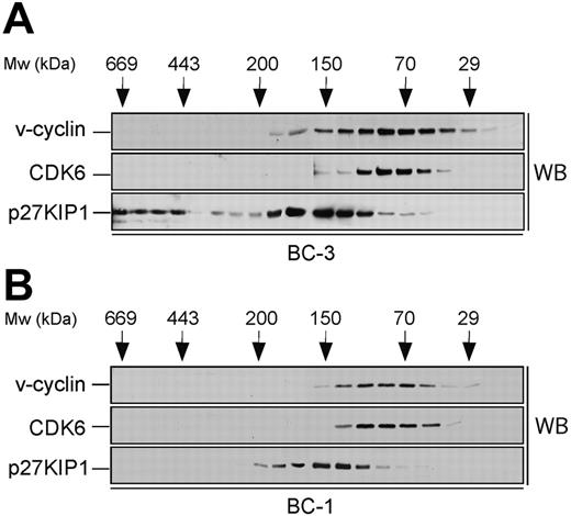 Figure 1. Size fractionation of PEL cell lysates. Lysates from BC-3 (A) and BC-1 (B) cell lines were separated using gel filtration chromatography on a Superdex 200HR column. Fractions were resolved by SDS-PAGE (12%) and analyzed by Western blotting (WB) with antibodies against v-cyclin, CDK6, and p27KIP1. The elution profile of the molecular weight (Mw) standards is indicated on the top.
