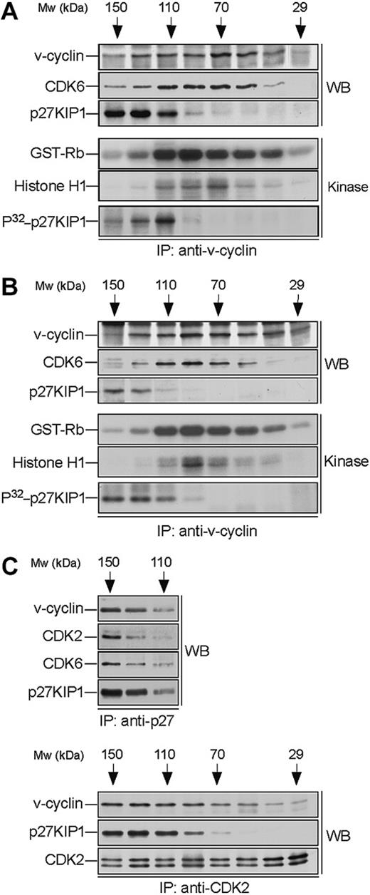 Figure 2. v-cyclin forms a binary complex with CDK6 and associates with p27KIP1. Lysates from BC-3 (A) and BC-1 (B) cell lines were separated by gel filtration chromatography and fractions were immunoprecipitated with anti-v-cyclin antibody. Immunocomplexes were then immunoblotted with antibodies against v-cyclin, CDK6, and p27KIP1 (WB panels). The interactions between v-cyclin and p27KIP1 were detectable in a short exposure from BC-3 cells, whereas a longer exposure was required for the BC-1 cell line. The immunoprecipitates were subjected to an in vitro kinase assay using recombinant GST-Rb and Histone H1 or coprecipitated endogenous proteins as substrates (Kinase panels). Kinase activity was determined by SDS-PAGE (12%) and autoradiography. (C) BC-3 whole-cell extract was separated as in panel A and the fractions were immunoprecipitated with anti-p27KIP1 (3 top panels) or anti-CDK2 (3 bottom panels) antibodies. Associated proteins were analyzed in SDS-PAGE by immunoblotting (WB) with anti-v-cyclin, anti-p27KIP1, anti-CDK6, and anti-CDK2 antibodies as indicated.