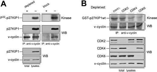 Figure 3. p27KIP1 is phosphorylated by v-cyclin-CDK6 in vivo. (A) Lysates from BC-3 cells were separated by gel filtration chromatography. In the left panels the peak fraction for p27KIP1 phosphorylation (the 110-kDa fraction from Figure 2A) was immunodepleted of p27KIP1 with 3 consecutive rounds of immunoprecipitation using anti-p27KIP1 antibody (depleted +) or with rabbit immunoglobulin G for control (-). The p27KIP1-and control-depleted extracts were immunoprecipitated with anti-v-cyclin antibody and subjected to an in vitro kinase assay (top left panel). A parallel sample of the same fraction was also immunoprecipitated with anti-v-cyclin antibody neutralized by pretreatment with GST-v-cyclin (block +) or with anti-v-cyclin antibody treated with a nonspecific control protein BSA (-), and assayed for kinase activity toward coprecipitated endogenous p27KIP1 (top right panel). Kinase activity was determined by autoradiography after 12% SDS-PAGE (P32-p27KIP1; Kinase). Immunoprecipitated proteins were detected by immunoblotting with anti-v-cyclin and anti-p27KIP1 antibodies (WB). The p27KIP1 depleted total lysate was immunoblotted with antibodies against p27KIP1 and v-cyclin (left, 2 bottom panels). (B) Total extracts from BC-3 cell line were immunodepleted for CDK2, CDK4, and CDK6 by 3 consecutive rounds of immunoprecipitation with anti-CDK2, anti-CDK4, or anti-CDK6 antibodies, respectively. In the control (contr.), lysates were subjected to immunoprecipitation with rabbit IgG. The depleted extracts were subjected to immunoprecipitation by anti-v-cyclin antibody and in vitro kinase assay toward GST-p27KIP1. Kinase activity was determined as in panel A (top panel). Successful depletion of individual proteins from the total lysates was confirmed by immunoblotting with antibodies against CDK2, CDK4, and CDK6 (WB).