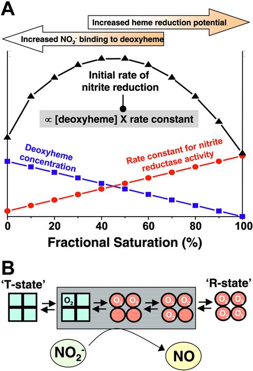 Figure 6. Proposed model for allosteric regulation of nitrite reduction by deoxyhemoglobin. The rate of nitrite reduction by deoxyhemoglobin is proportional to the product of the deoxyheme concentration and the rate constant, the latter of which is determined by heme reduction potential being greater and having a more negative E1/2. Deoxyheme concentration and heme reduction potential/rate constant are maximal at low and high oxygen fractional saturations, respectively, resulting in a maximal initial rate of nitrite reduction at approximately 50% fractional saturation (ie, P50). Note that the precise relationship between heme redox potential and fractional saturation is not known. In the model, a linear dependence is approximated based on observations that the rate constant for nitrite-reduction increases linearly with fractional saturation. The points shown on figure are theoretical and are presented to illustrate the concept that the product of rate constant and deoxyhemoglobin concentration determine the initial rate. Also illustrated are hemoglobin conformations (using the symmetry model; for the sake of simplicity, conformations adhering to the sequential model are not shown and R-T transition is denoted as occurring between first and second oxygen binding steps) that are populated as a function of fractional saturation. Conformations highlighted in the gray box denote the proposed intermediates populated at intermediate fractional saturations that have increased nitrite reductase activities and available deoxyheme binding sites to maximally reduce nitrite to NO and stimulate vasodilation.