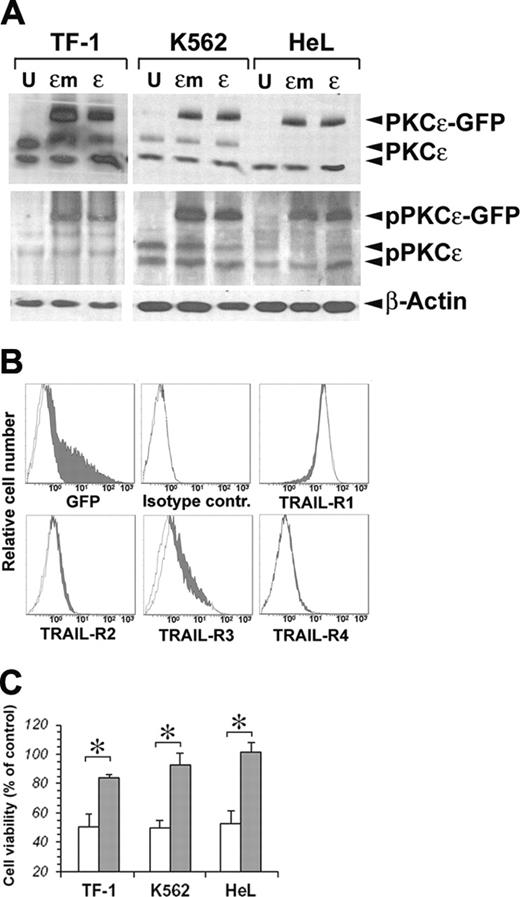 Figure 2. Transfection of PKCϵ and PKCϵm in erythroleukemic cell lines. (A) Detection of exogenous PKCϵ-GFP and endogenous wild-type PKCϵ protein by Western blot. Phosphorylated PKCϵ (pPKCϵ) was detected by specific C-terminal anti–phospho-Ser729 antibody. β-Actin was monitored for protein loading. (B) Cell-surface expression of TRAIL-Rs after PKCϵ transfection. TF-1 cells were transfected with PKCϵ-GFP (filled histograms) or PKCϵm-GFP (open histograms), and TRAIL-R expression was monitored by flow cytometry 48 hours later. (C) PKCϵ reduces the sensitivity of erythroleukemic cell lines to TRAIL-induced apoptosis. K562, HeL, and TF-1 cell lines were transfected with PKCϵ (▪) or with PKCϵm (□) and 48 hours later were treated with 50 ng/mL TRAIL. Residual cell viability was analyzed by flow cytometry, staining cells with annexin V–FITC and PI. The mean of 3 independent experiments is reported as percentage of control. Controls were represented by mock-transfected cell lines treated with TRAIL. *P < .05.