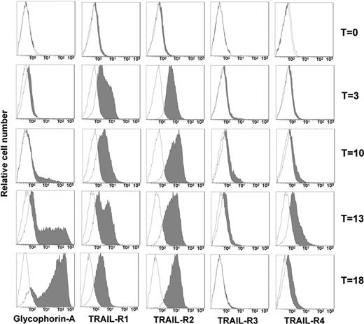 Figure 3. TRAIL-R expression of CD34-derived erythroblasts. CD34 purified cells were cultured for 18 days in serum-free medium with EPO, SCF, and IL-3, showing a progressive expression of glycophorin A. At the indicated time intervals (T), TRAIL-R expression was evaluated by specific MoAb staining. Filled histograms indicate specific fluorescence; open histograms, isotype-matched irrelevant Ab, negative control.