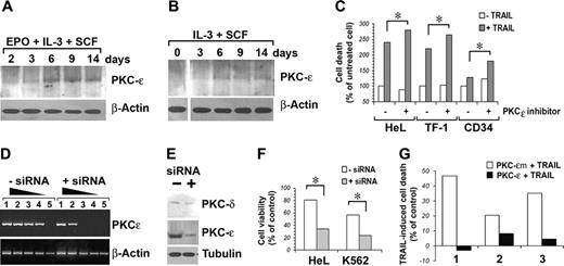 Figure 5. Induction of PKCϵ and its effects on TRAIL-induced apoptosis in human erythroblasts. (A-B) Western blot detection of total PKCϵ protein expression in CD34 cells cultured in serum-free medium with the indicated cytokines. β-Actin was monitored for protein loading. (C) TRAIL-induced apoptosis in cells pretreated for 48 hours with 250 μg/mL PKCϵ inhibitor (+) or control peptide (–). Cell death is expressed as percentage of controls. (D) Semiquantitative RT-PCR analysis of residual PKCϵ mRNA expression after PKCϵ-siRNA transfection. RNA was recovered 48 hours after siRNA transfection. Lanes 1 to 5: PCRs of 10–1 to 10–5 dilutions of total cDNA obtained from 1 μg reverse-transcribed total RNA. (E) Western blot analysis of residual PKCϵ protein expression after PKCϵ-siRNA transfection. PKC-δ was used as control for PKCϵ-siRNA specificity. (F) PKCϵ-siRNA transfection increases cell sensitivity to TRAIL. Residual cell viability of erythroid cell lines HeL and K562 treated with PKCϵ-siRNA and challenged with TRAIL is reported as percentage of controls (some samples, in absence of TRAIL). Mean of 3 independent experiments is reported. *P < .05. (G) PKCϵ overexpression reduces TRAIL sensitivity of CD34-derived erythroblast. CD34 cells, derived from 3 unrelated donors and cultured with IL-3, SCF, and EPO for 24 hours, were transfected with GFP-PKCϵ or GFP-PKCϵm. Forty-eight hours later, cells were treated with 50 ng/mL TRAIL. Apoptosis was monitored 48 hours after TRAIL treatment, staining cells with annexin V–FITC and PI. TRAIL-induced cell death is reported as percentage of controls (mock-transfected CD34 cells from the same patients).