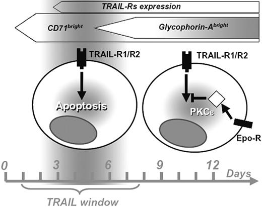 Figure 7. Proposed scheme of the period of sensitivity to TRAIL (“TRAIL window”) along human erythroid differentiation and the role of PKCϵ in the downstream intracellular signaling pathway.